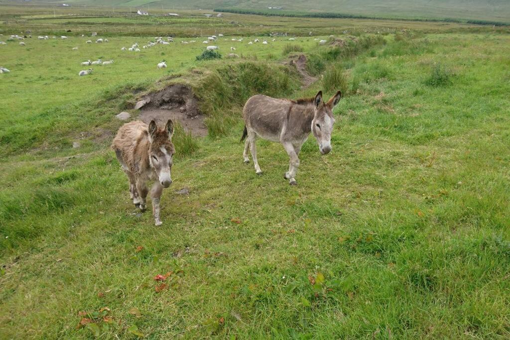 Skellig View Bluebell Rose & The Kerry Cliffs Portmagee Exterior foto